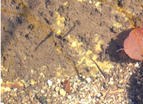 自然産卵したヤマメの稚魚。自然再生産されている