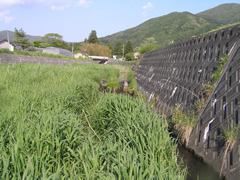 夏井川