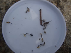 捕食物はフタバコカゲロウ