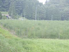 アスパラ畑