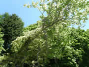 藤の花