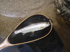 葛尾川のヤマメ