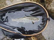 岩魚