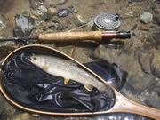 岩魚