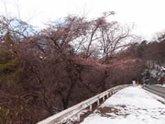 室原川のさくら
