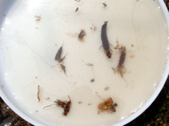 室原川ヤマメの捕食物