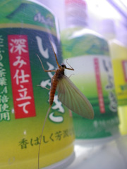 カゲロウ