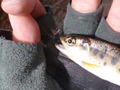 当歳魚も居る。今年、稚魚放流されたものだろう。#16のフライが大きく見える。